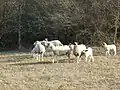 Troupeau de brebis caussenardes.
