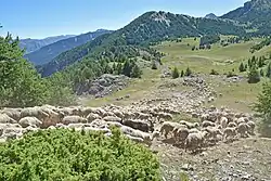 Photo d'un troupeau de moutons dans la montagne.
