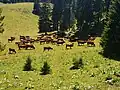 Troupeau de vaches d'alpage broutant les pâturages.