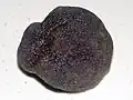 truffe noire à la peau rugueuse.