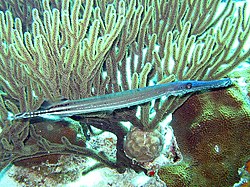 Aulostomus maculatus