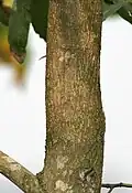 jeune tronc d’Acacia mangium (à Calcutta, Inde)