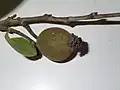 Jeune fruit de Trymatococcus amazonicus.