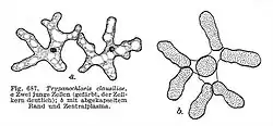 Deux jeunes cellules de Trypanochloris clausiliae.