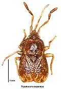 Trypetocoris separatus, Nouvelle-Zélande.