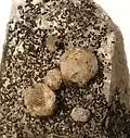 Tsarégorodtsévite sur quartz, Russie, taille du plus gros cristal : 7,5&nbsp;mm (l'un des plus gros connus).