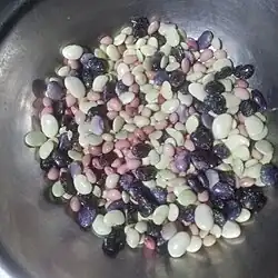 Phaseolus lunatus