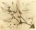 Planche botanique vers 1689