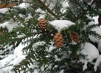 Description de l'image Tsuga-diversifolia.JPG.