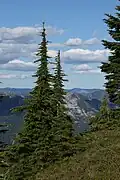 Pruche subalpine dans la Henry M. Jackson Wilderness.