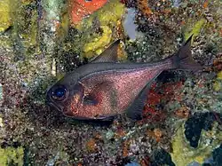 Pempheris japonica