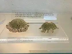 Colobocentrotus pedifer.