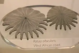 Tests d'Heliophora orbiculus (Rotulidae)