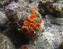 Tubastraea coccinea (polypes rétractés)