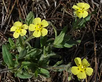 Hélianthème taché(Tuberaria guttata)