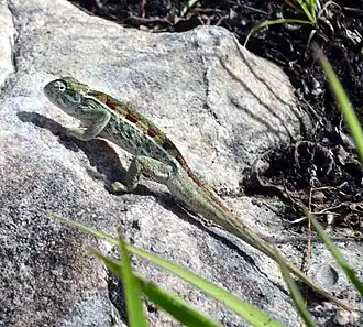Description de l'image Tubercle-nosed Chameleon green.JPG.