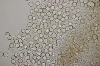 Spores.
