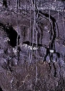 Stalactites de lave tubulaires (Hawaï).