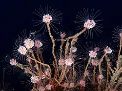 Tubularia indivisa, un Tubulariidae.