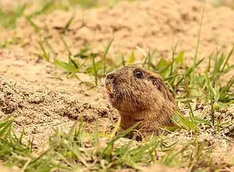 Description de l'image Tuco-tuco, Tiny Tuco Tuco (Ctenomys minutus).jpg.