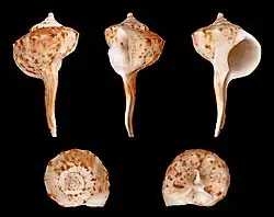 Tudicla spirillus.