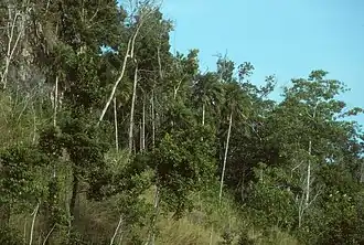 Description de l'image Tulagi, Solomon Islands. June 1995.jpg.