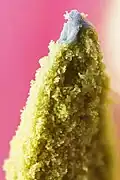 Pollen (microgamétophytes) à l'extrémité d'une étamine de tulipe.
