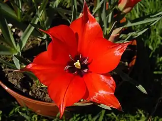 Description de l'image Tulipa linifolia 4.JPG.