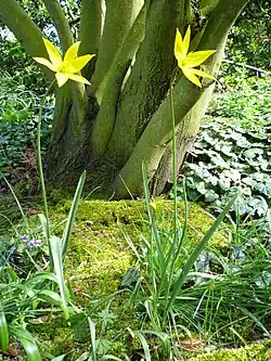 Tulipe sauvage(tulipa sylvestris)