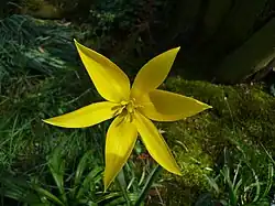Une fleur ouverte.