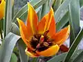 Tulipa orphanidea subsp. whittallii