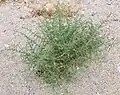 Salsola.