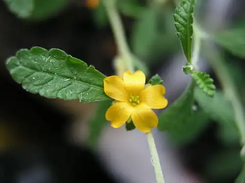 Damiana.