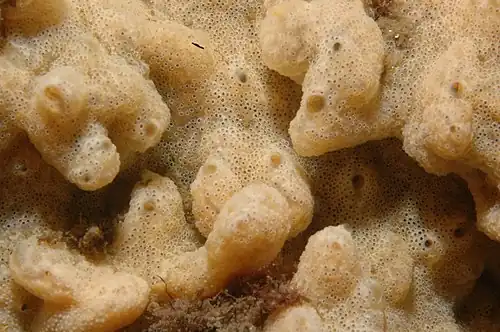 Didemnum vexillum