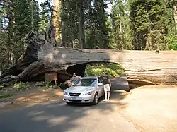 Tunnel Log.