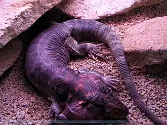 Description de l'image Tupinambis rufescens.jpg.