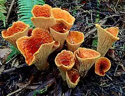 Turbinellus floccosus en Californie.