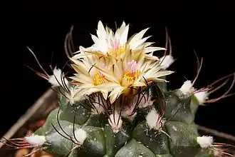 Description de l'image Turbinicarpus swobodae-IMG 9032.jpg.
