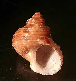 Turbo cailletii