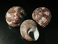 Turbo cidaris