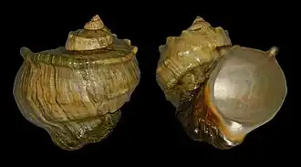 Turbo marmoratus
