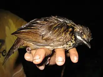 Description de l'image Turdinus atrigularis.jpg.
