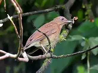 Description de l'image Turdus obsoletus.jpg.