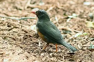 Description de l'image Turdus roehli.jpg.