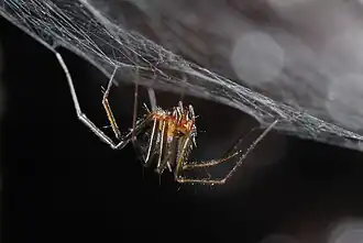 Description de l'image Turinyphia cavernicola Female.jpg.