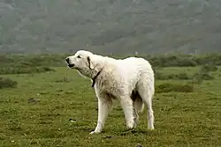 Un Akbash.