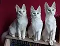Angora turc blancs yeux ambre yeux bleus yeux impairs.
