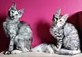 Angora turc silver tortie.