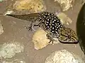 Chondrodactylus turneri (Parc transfrontalier de Kgalagadi, Afrique du Sud)