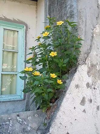 Description de l'image Turnera ulmifolia - Terre de Haut.JPG.